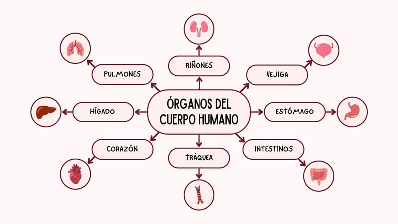 Mapa De Organos Del Cuerpo Humano fity.club