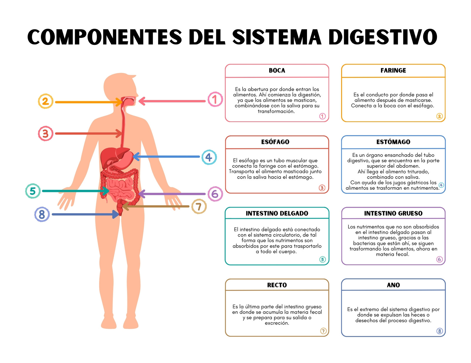 Gráfico de los componentes del sistema digestivo sencillo colorido