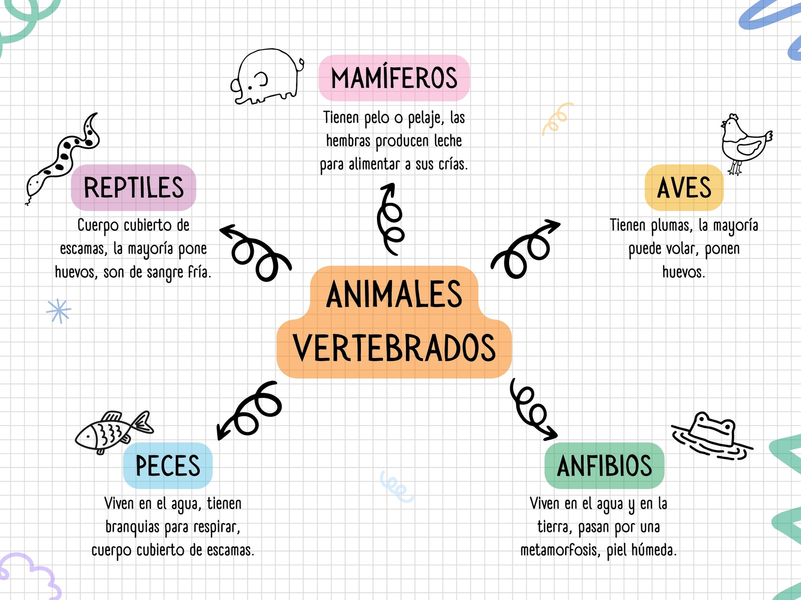 Mapa Conceptual sobre los Animales Vertebrados estilo doodle colorido