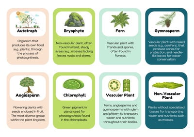 Plant Classification - Jamie Litzhoff - Canva