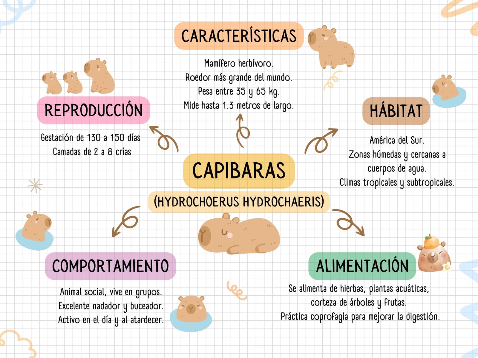 Mapa conceptual - Capibaras - Estilo dibujo y doodle, colorido