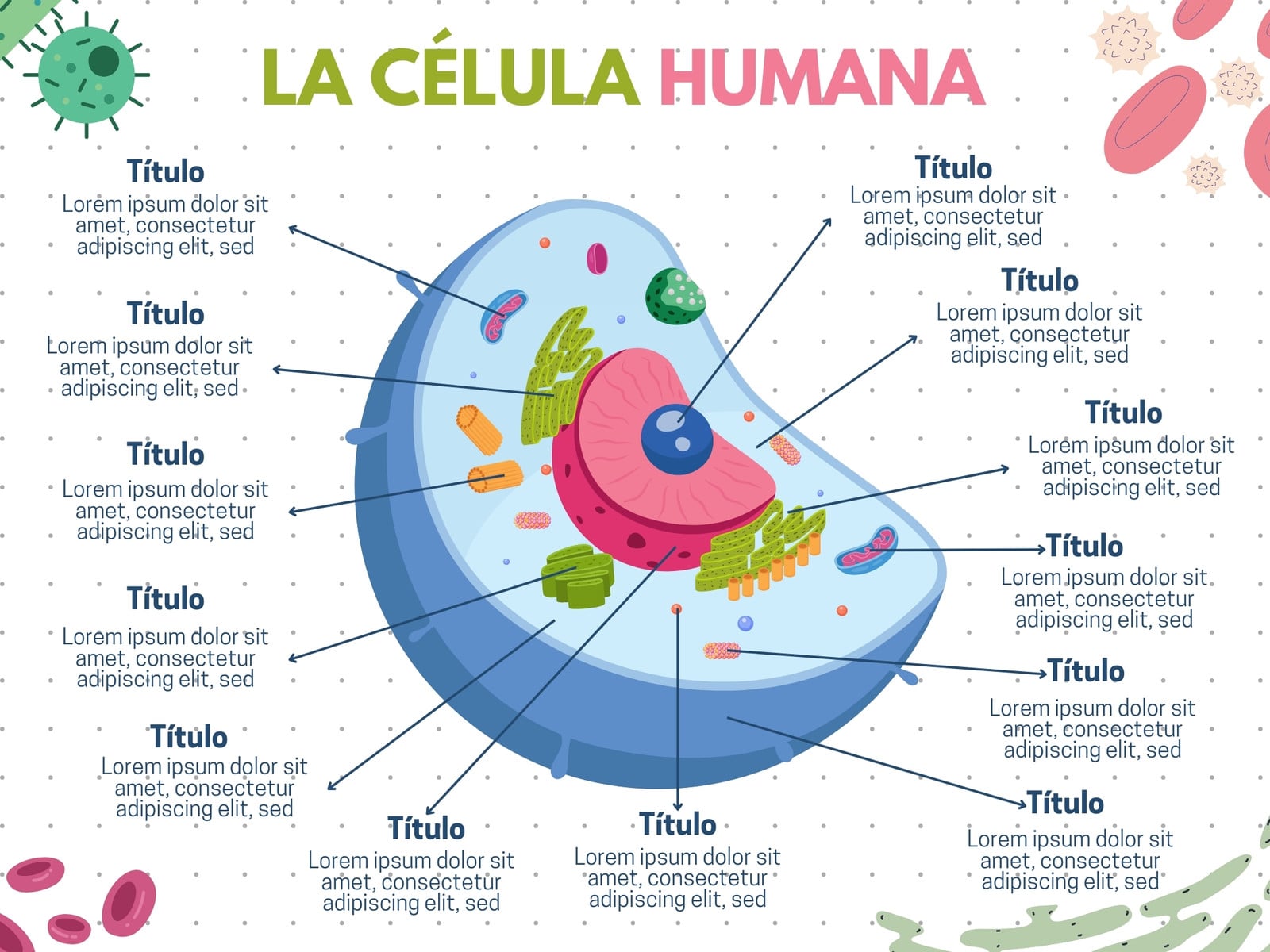 Gráfico de la célula humana simple 