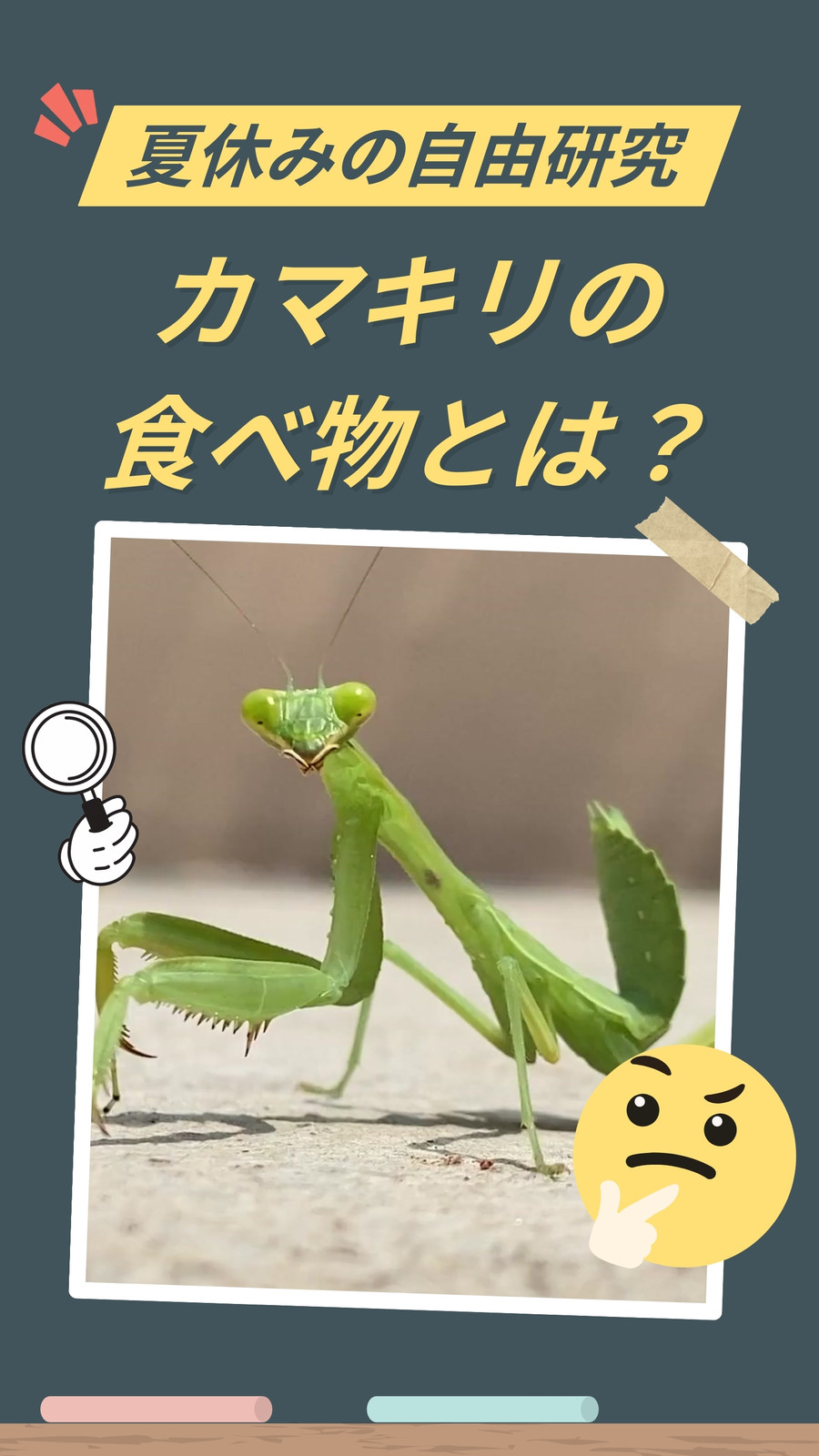 カマキリ図案 珍しい柄 共箱付き - | カマキリ bamboo Canva カマキリ