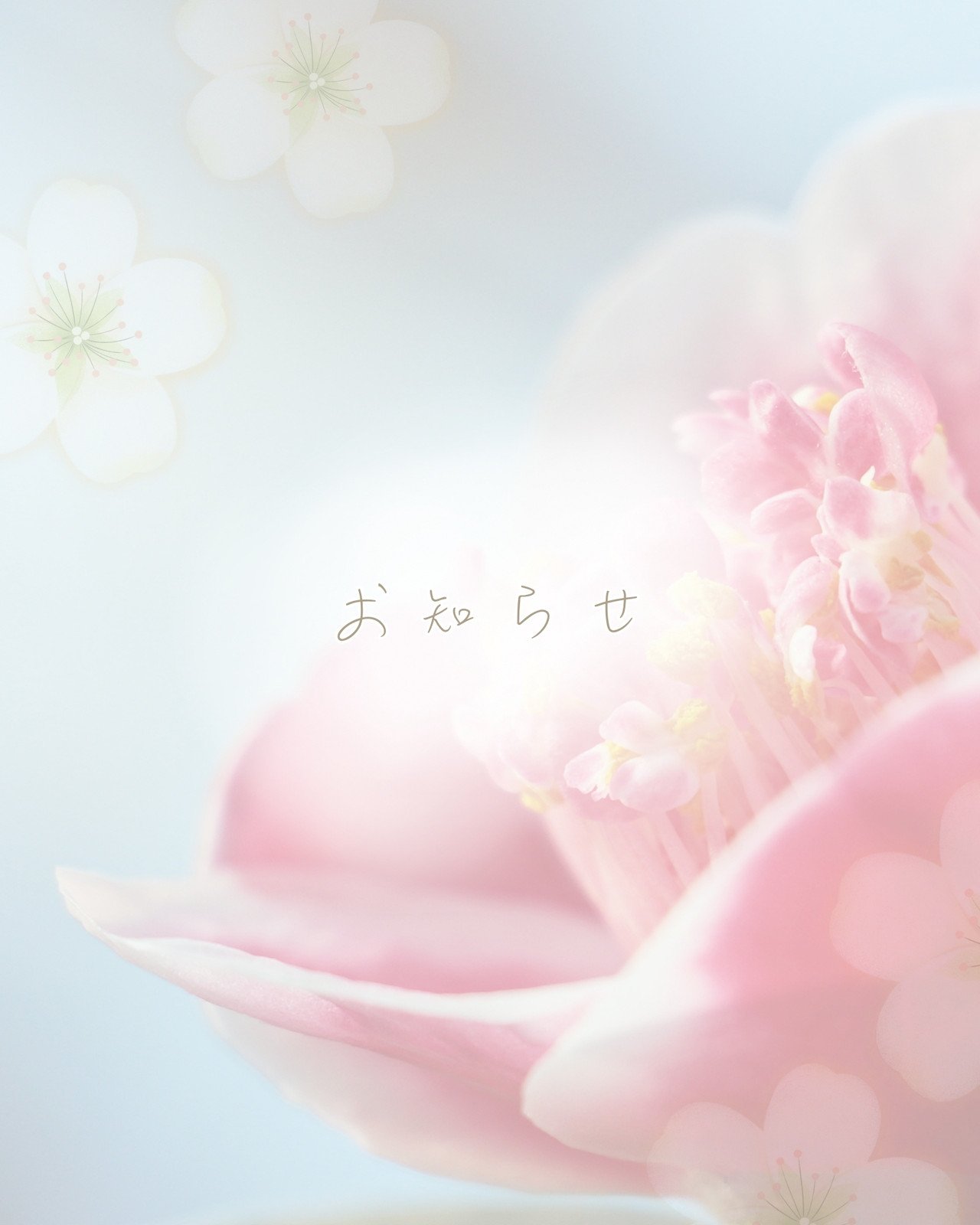 白　ピンク　ベージュ　フェミニン　かわいい 椿の花のお知らせ　インスタグラム投稿