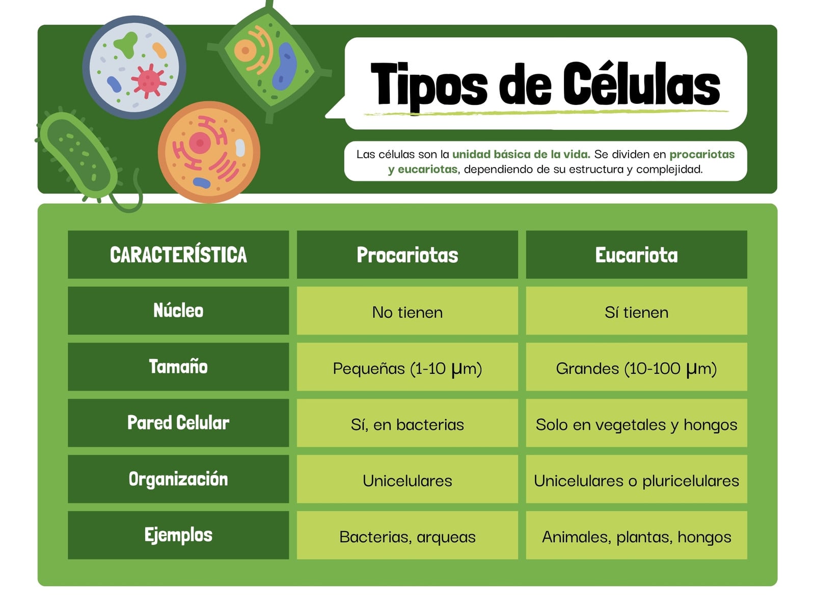Gráfica Cuadro Comparativo de Tipos de Células Ilustrado Verde