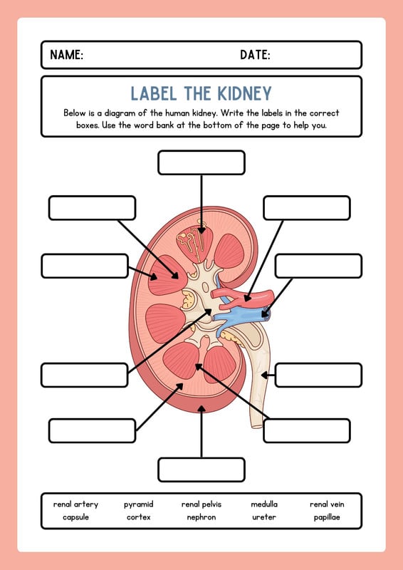 Bio 100 Week 7 Classifying Organisms Worksheet