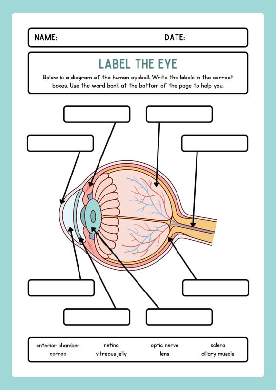 Eye Diagram Worksheet