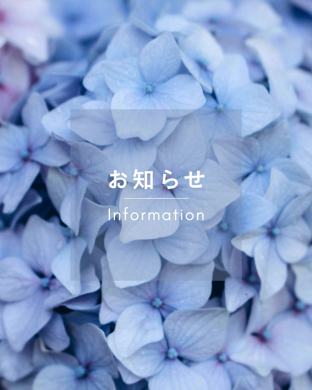 紫陽花イラスト・画像・テンプレート