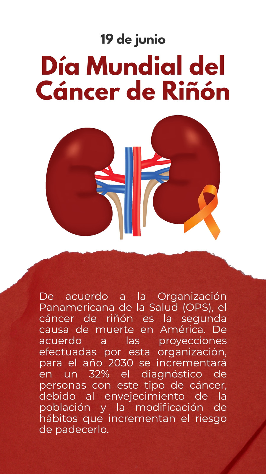 Plantillas de riñon gratis y personalizables - Canva