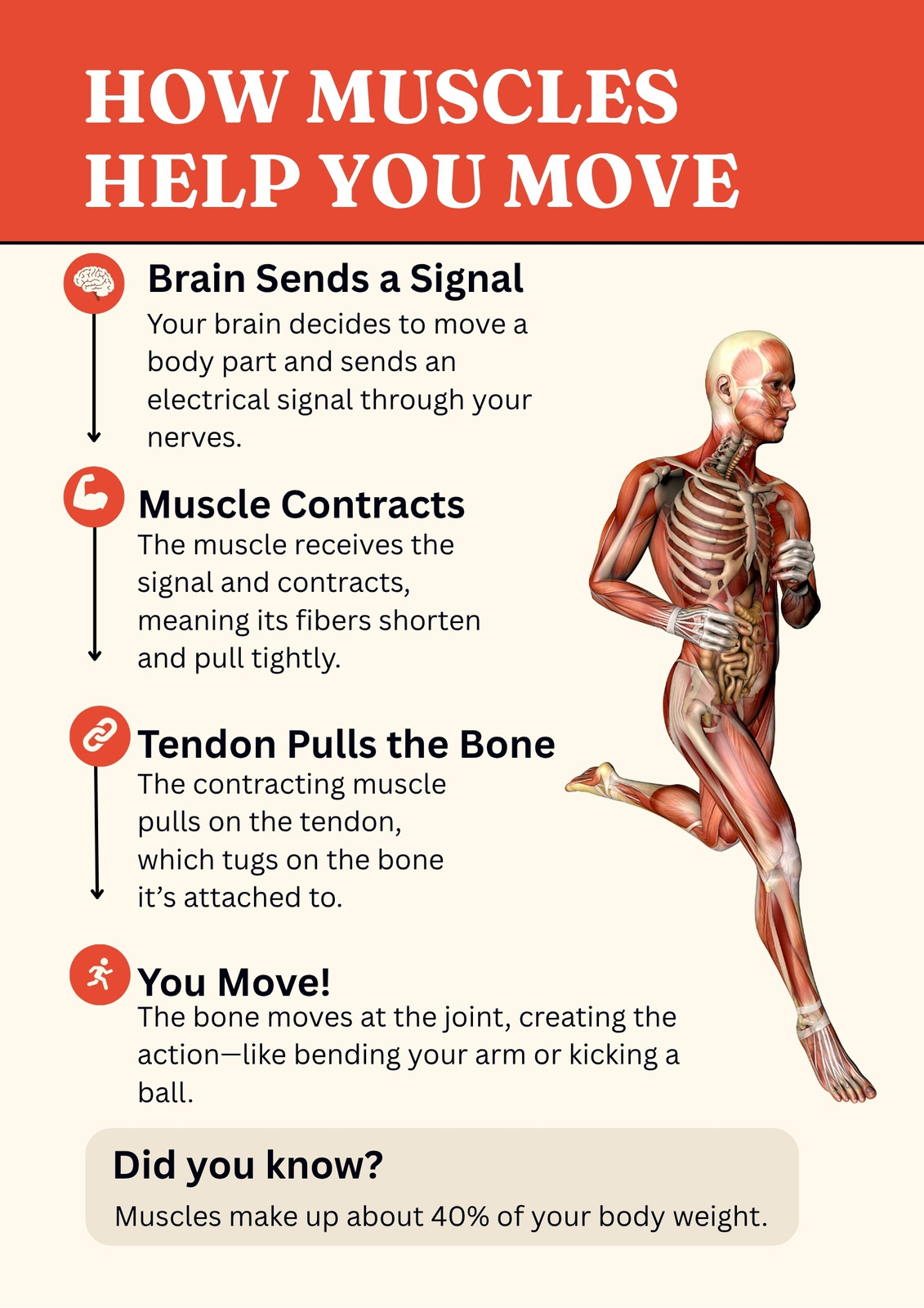 How Muscles Help You Move Poster in Red Modern Minimalist Style