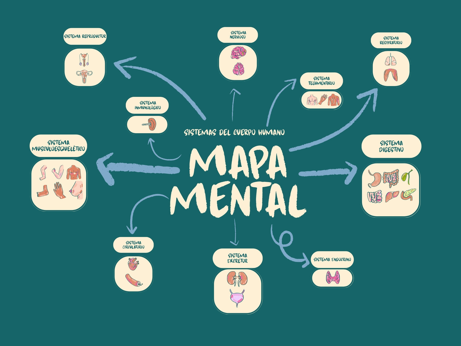 Gráfico Mapa Mental Sistemas del Cuerpo Humano Verde y Crema
