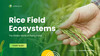Ricefeild Template Free and customizable rice templates