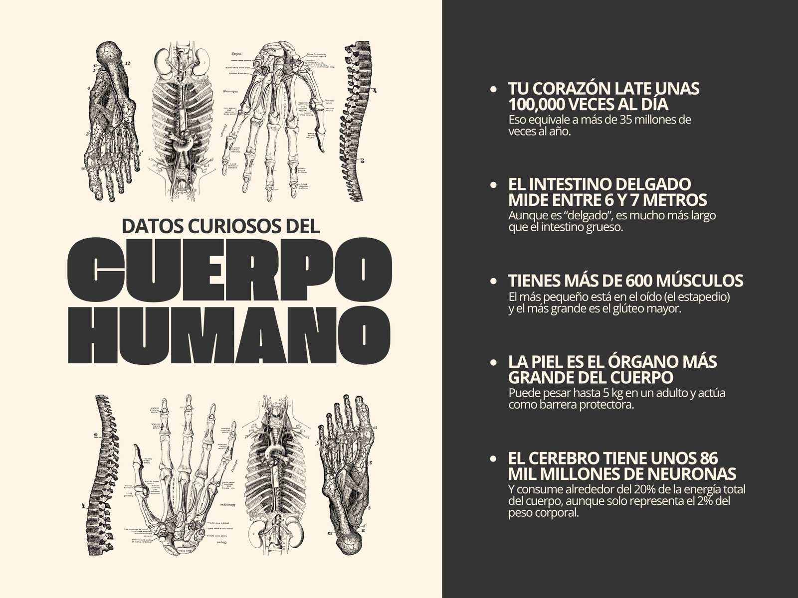 Gráfica de datos curiosos del cuerpo humano ilustrativo gris