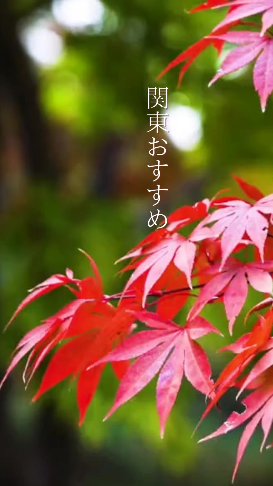 紅葉無料テンプレートデザイン。イラストや画像付きも豊富 - Canva