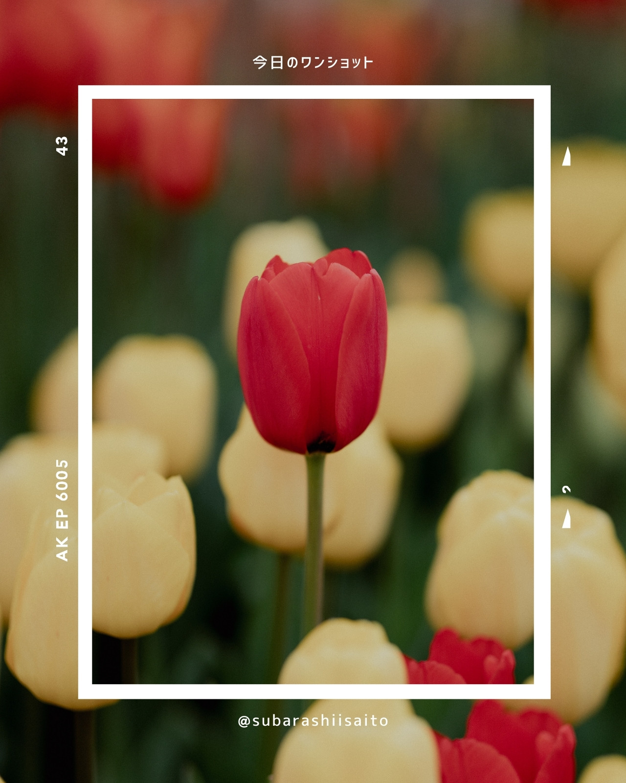 赤 黄 緑 白 シンプル 花 写真 Instagram投稿