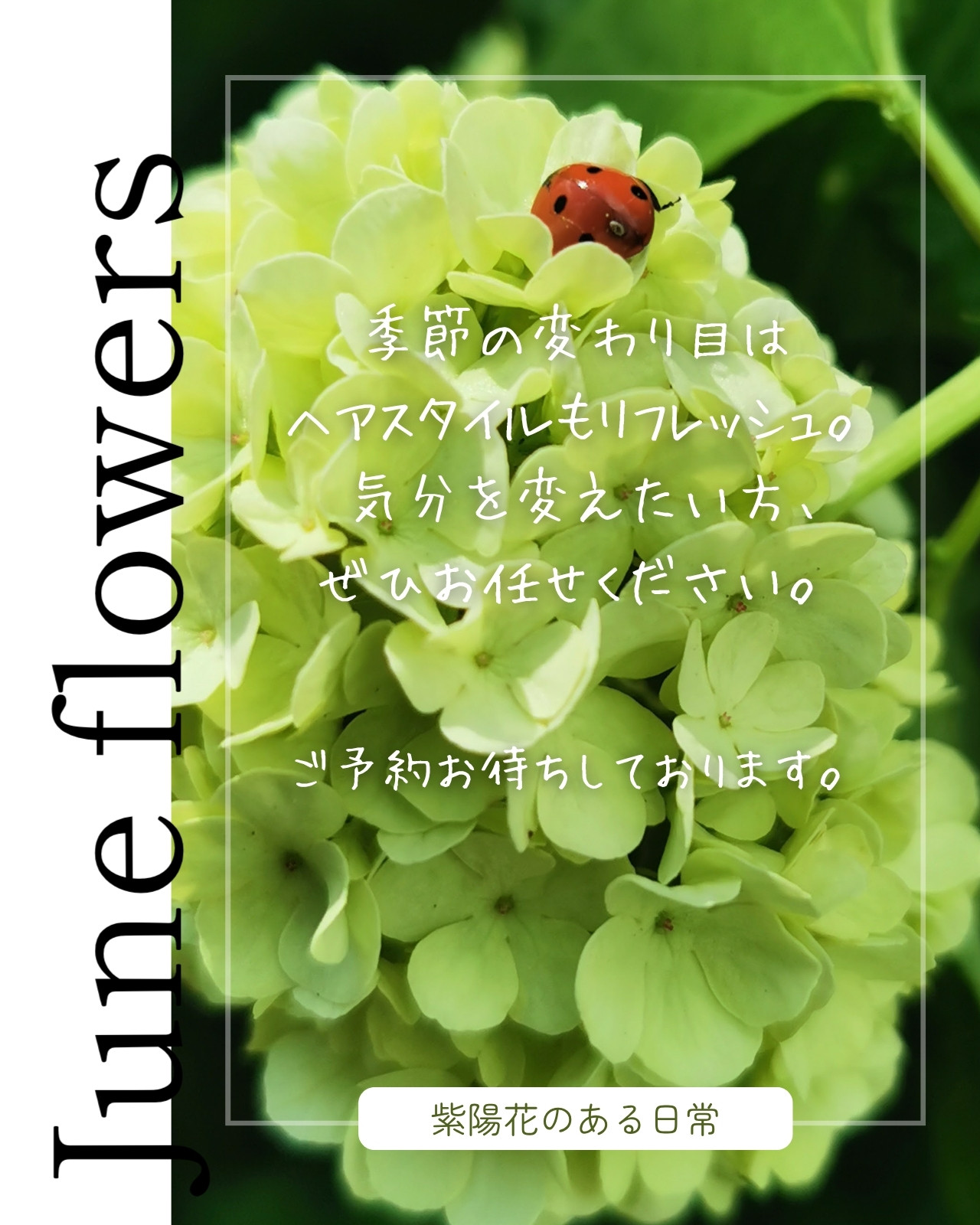 紫陽花イラスト・画像・テンプレート
