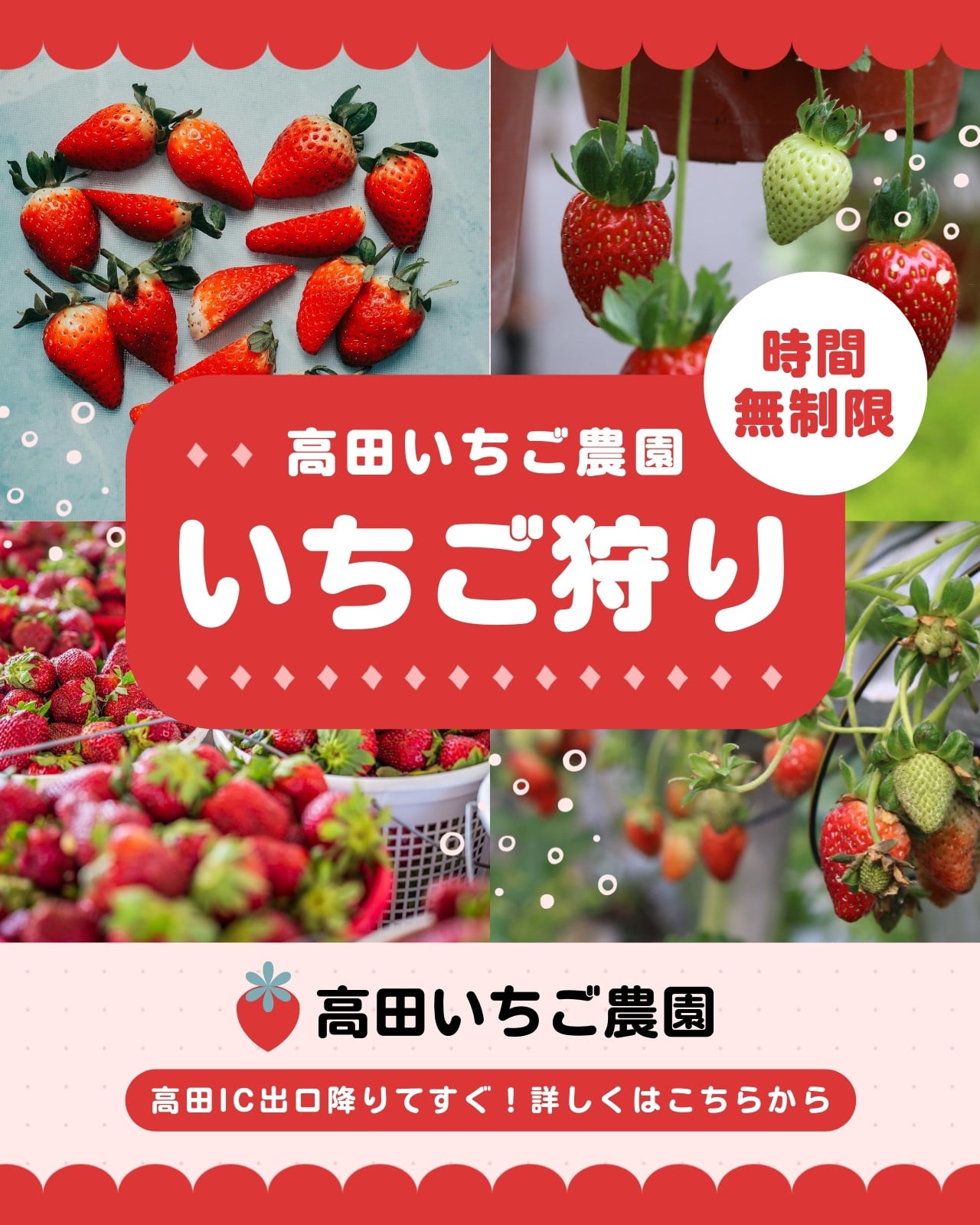 いちご狩り無料テンプレートデザイン。イラストや画像付きも豊富