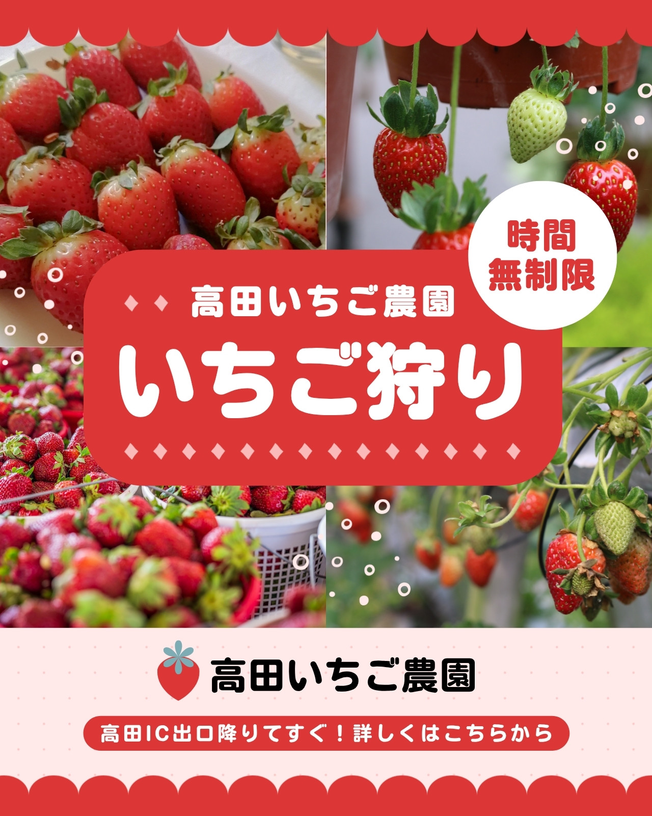 いちご狩り無料テンプレートデザイン。イラストや画像付きも豊富