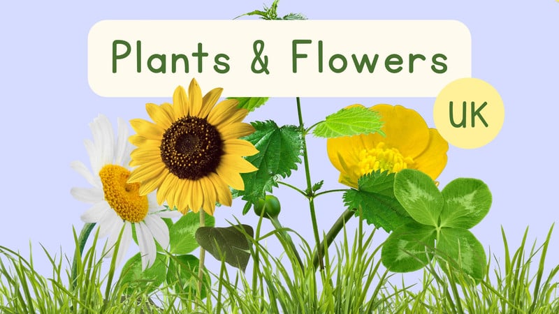 Plants & Flowers UK Species Presentation