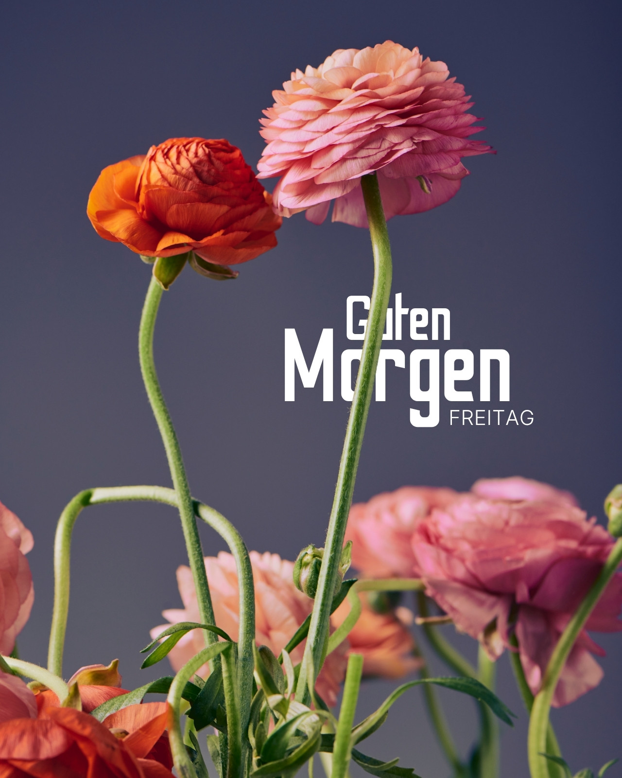 geschirr weiß mit schwarzem rand Creatable Tafelservice - Porzellan - für 6 Personen Farbe der Trockenblumen:apricot