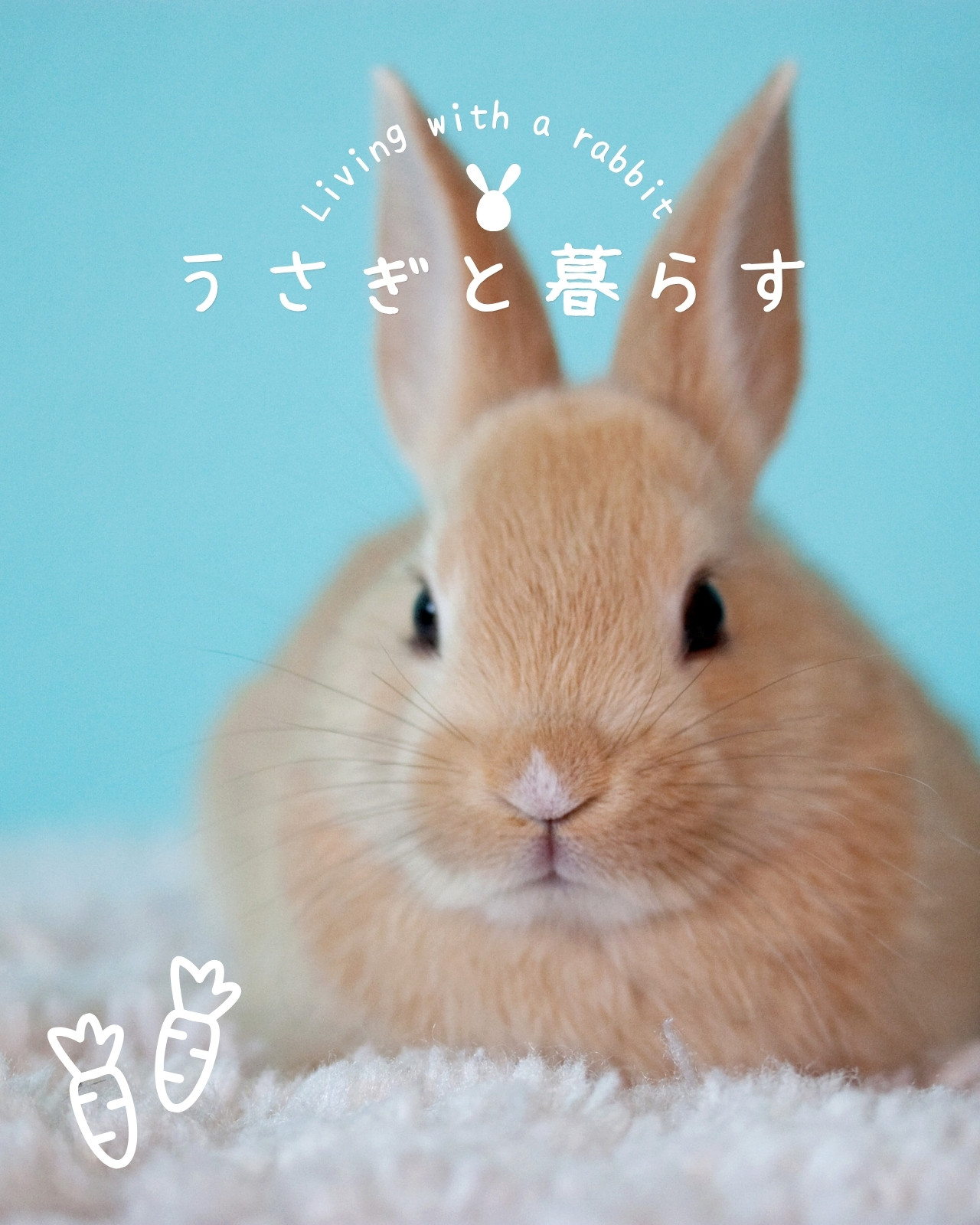 無料ウサギのテンプレート・デザイン・イラスト・画像 | Canva