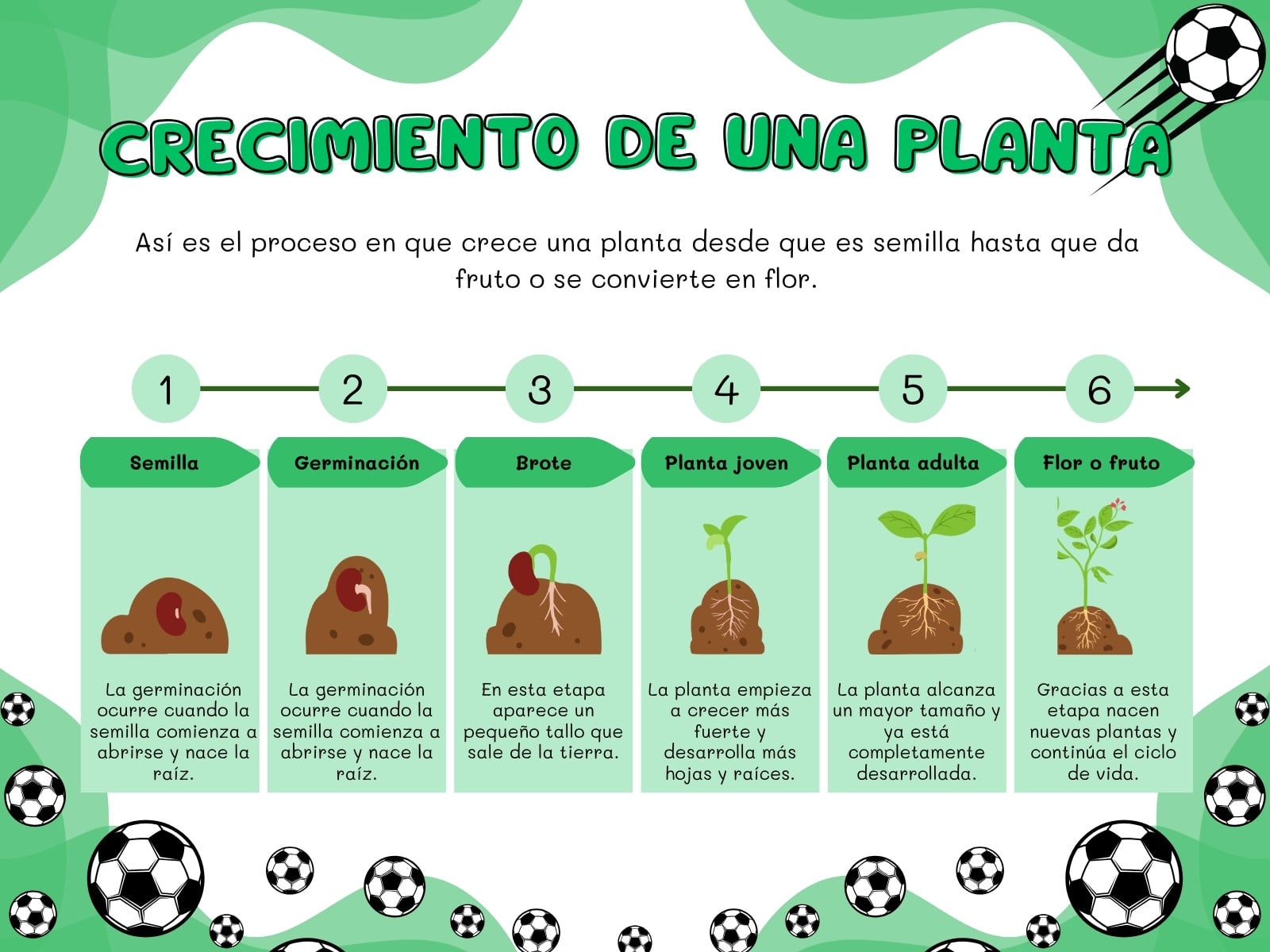 Gráfica de línea de tiempo del crecimiento de una planta ilustrado de futbol verde