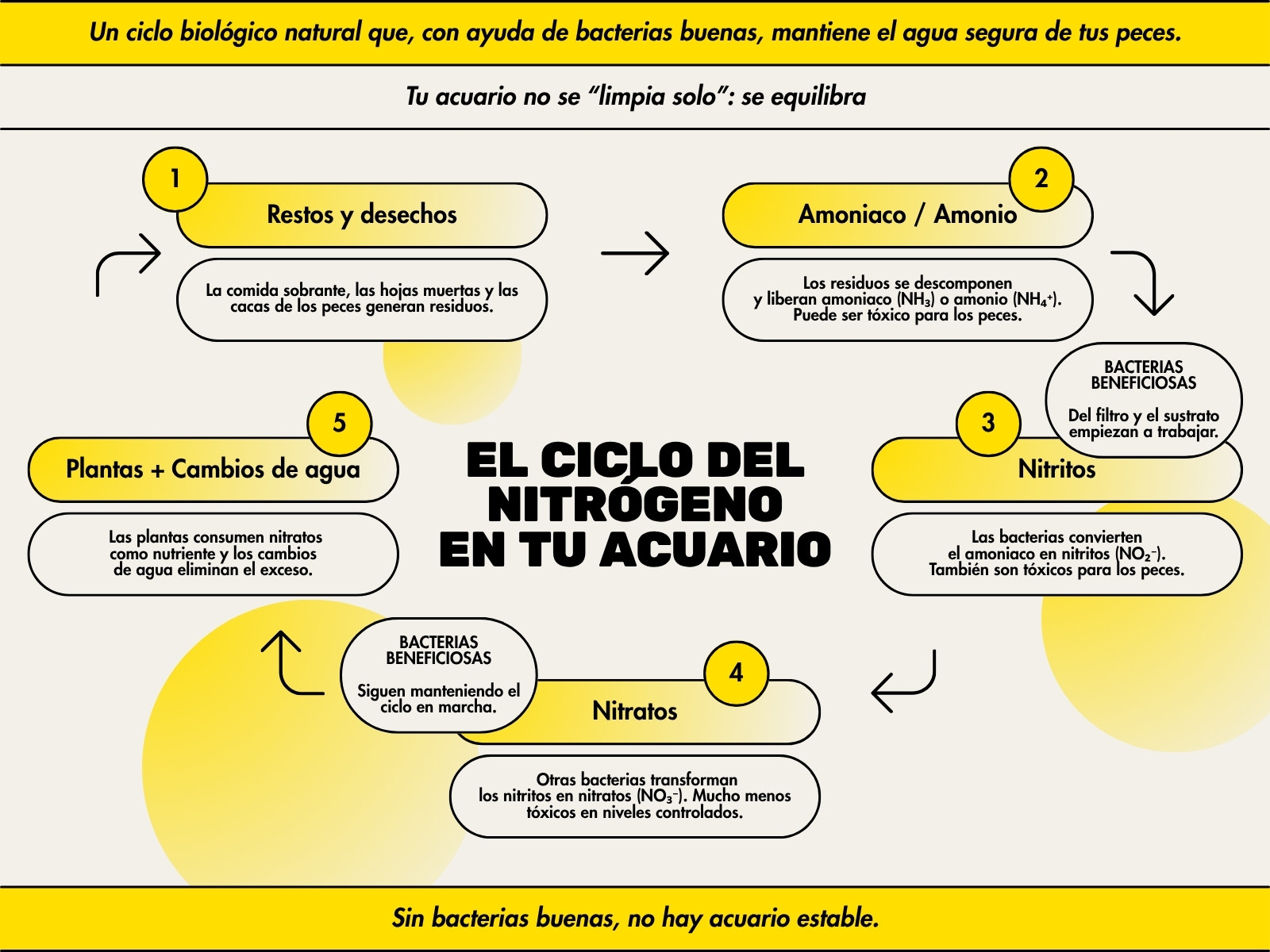 Gráfico del Ciclo del Nitrógeno de Canal Educativo en Estilo Moderno