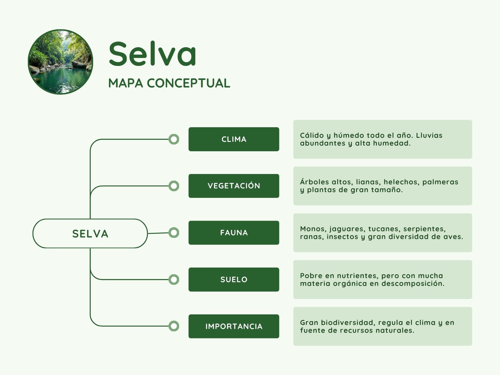 Mapa conceptual del Ecosistema selva Estilo minimalista verde