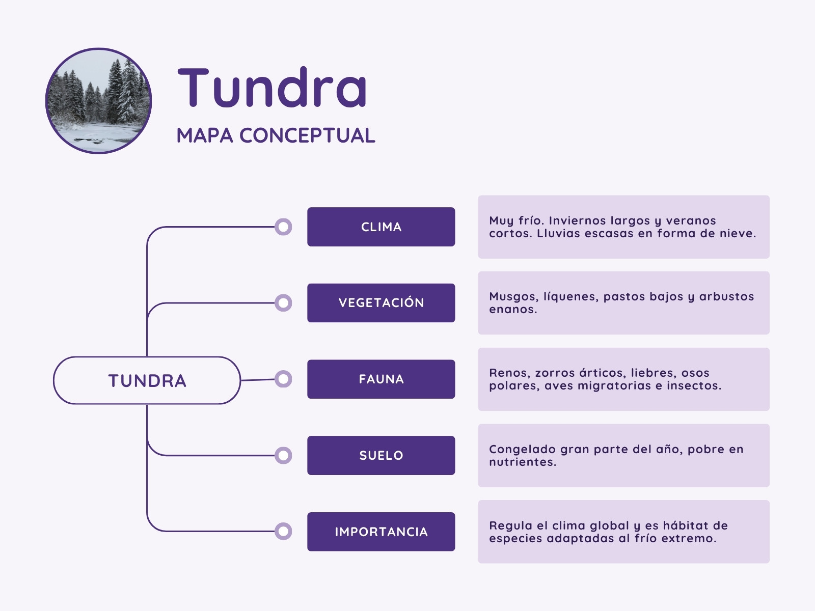 Mapa conceptual del Ecosistema tundra Estilo minimalista morado