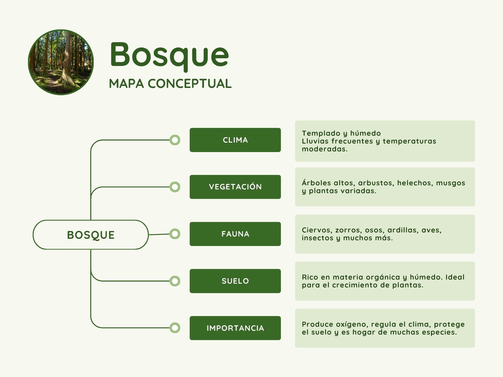 Mapa conceptual del Ecosistema bosque Estilo minimalista verde